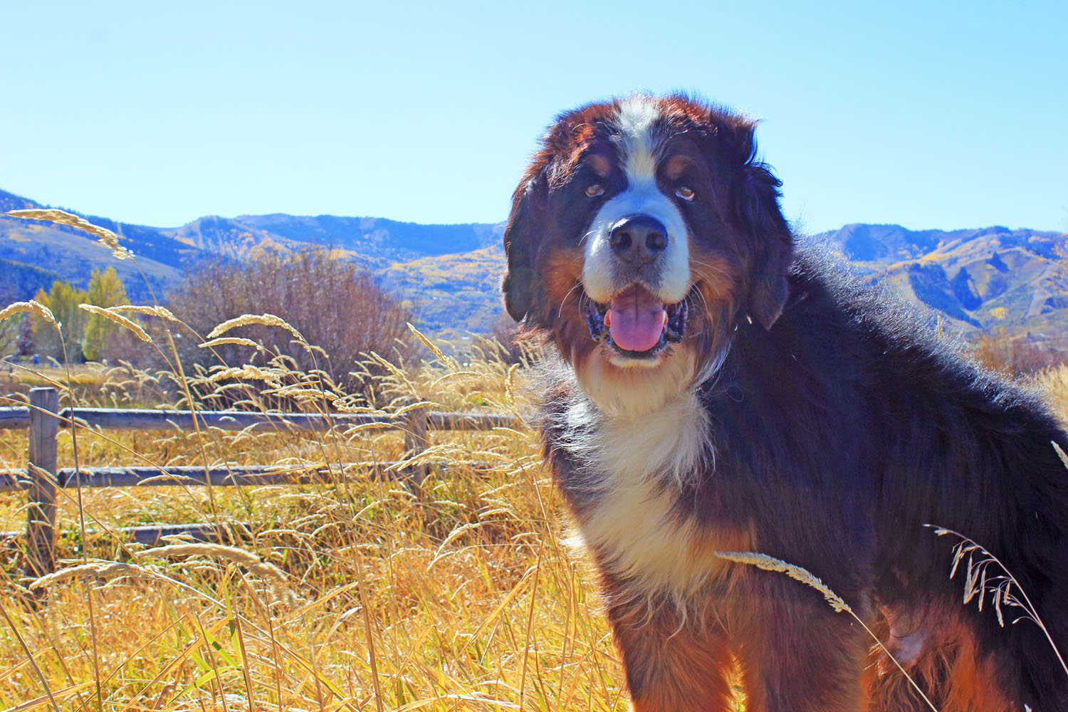 Beowulf Bernese Utah